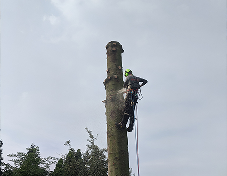 Mitarbeiter bei der Fällung eines Baumes