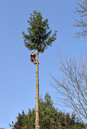 Mitarbeiter bei der Fällung eines Baumes